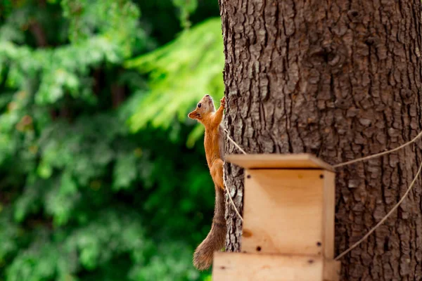 Vermelho, esquilo fofo sentado em uma árvore marrom — Fotografia de Stock