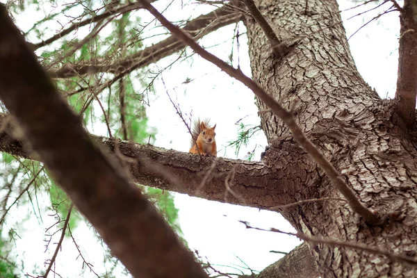 Kırmızı, tüylü sincap kahverengi bir ağaçta oturuyor. — Stok fotoğraf