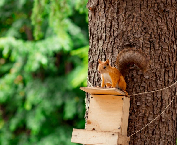 Κόκκινος, αφράτος σκίουρος κάθεται σε ένα καφέ δέντρο — Φωτογραφία Αρχείου