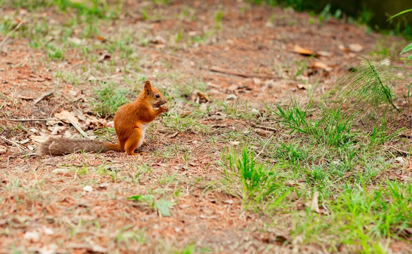 Ο σκίουρος κάθεται στο έδαφος και μασουλάει καρύδια. — Φωτογραφία Αρχείου
