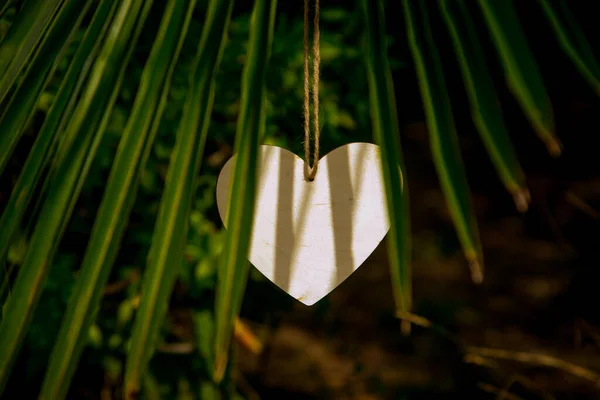 Игрушечное деревянное сердце, висящее на пальме — стоковое фото