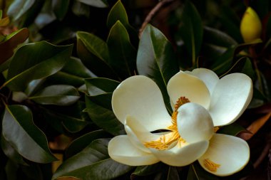 Manolya çiçeklerinin doğal arka planında yeşil yapraklar var.