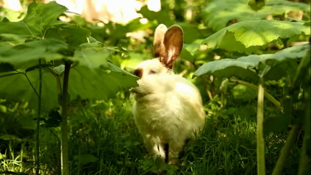 Kaninchen frisst frisches Gras im Garten — Stockvideo