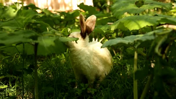 En sällskapsdjur kanin äter gräs i en glänta — Stockvideo
