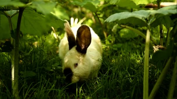 Домашній кролик їсть траву в клірингу — стокове відео
