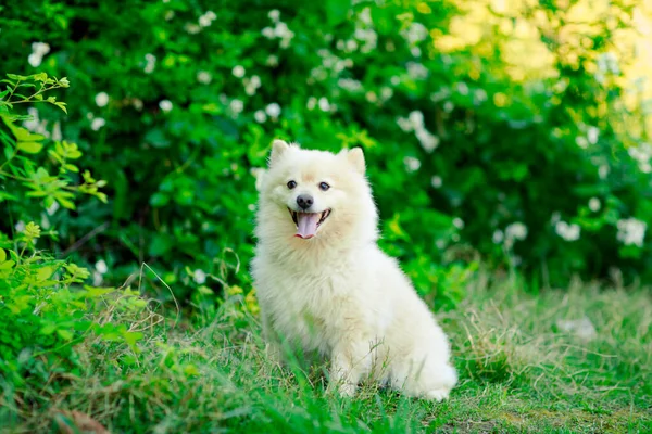 スピッツ種の白 国内の犬 花のある緑の茂みの近く — ストック写真