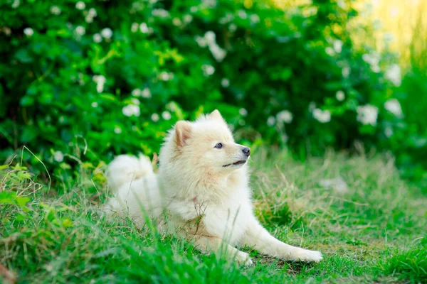 スピッツ種の白 国内の犬 花のある緑の茂みの近く — ストック写真