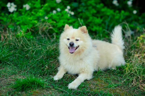 スピッツ種の白 国内の犬 花のある緑の茂みの近く — ストック写真