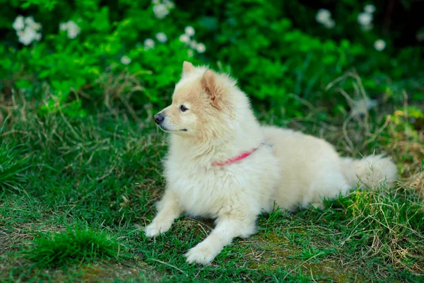 Bianco Piccolo Cane Domestico Della Razza Spitz Vicino Cespugli Verdi — Foto Stock