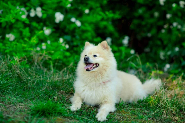 Weißer Kleiner Haushund Der Rasse Spitz Der Nähe Grüner Sträucher — Stockfoto