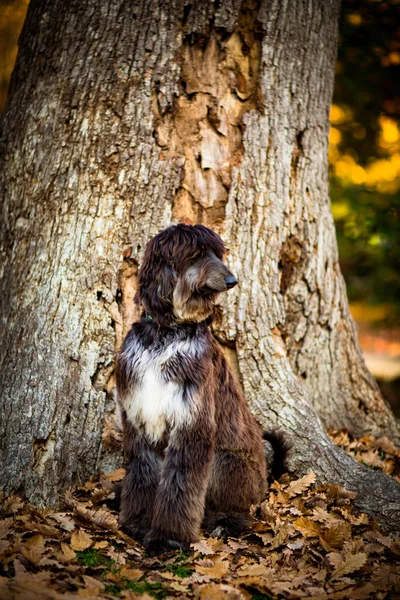 Gran Perro Pura Raza Sentado Cerca Árbol Hojas Otoño Mirando — Foto de Stock