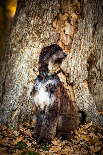 Gran Perro Pura Raza Sentado Cerca Árbol Hojas Otoño Mirando — Foto de Stock