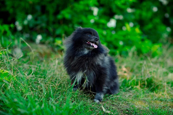 Perro Pequeño Negro Doméstico Raza Spitz Sienta Debajo Arbusto Verde — Foto de Stock