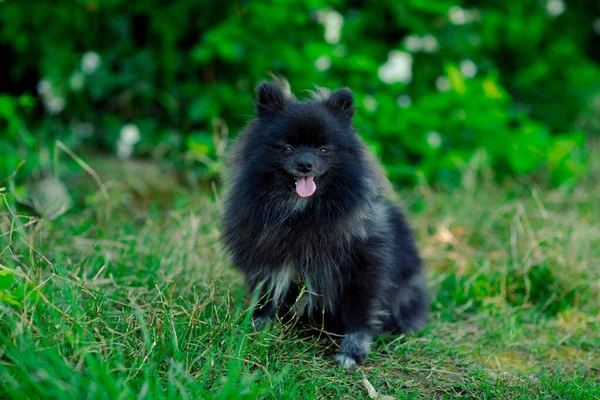 公園の緑の茂みの下には スピッツ種の小型 国内犬が座っています — ストック写真