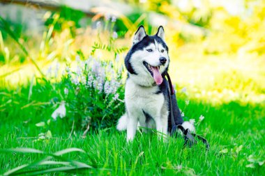 a husky dog is sitting in the park on the green grass with flowers