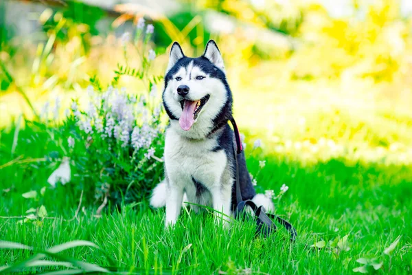 Cão Husky Está Sentado Parque Grama Verde Com Flores — Fotografia de Stock