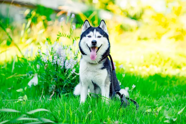 Cão Husky Está Sentado Parque Grama Verde Com Flores — Fotografia de Stock