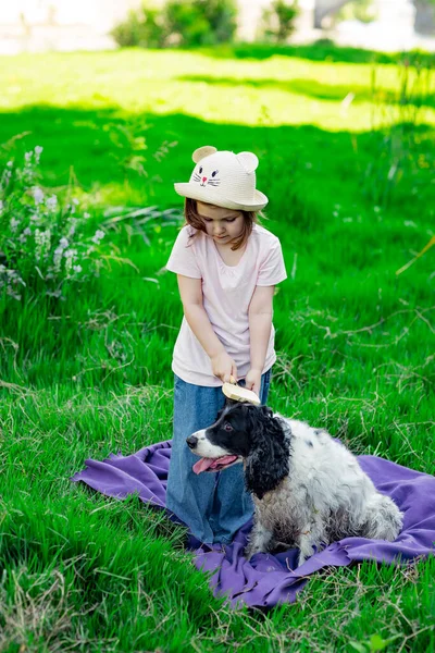 Une Petite Belle Fille Dans Chapeau Peignant Son Chien Préféré — Photo