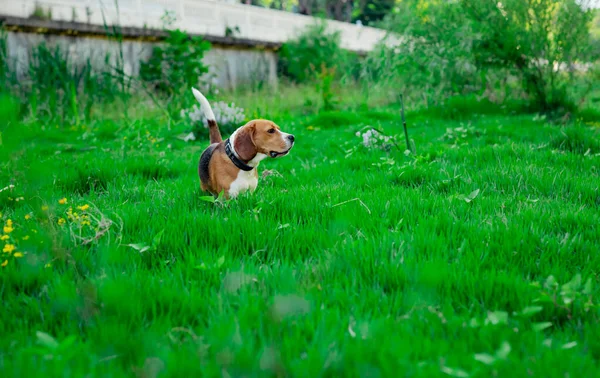 Милая Активная Молодая Собака Порода Биглов Ходит Поляне Зеленой Травой — стоковое фото