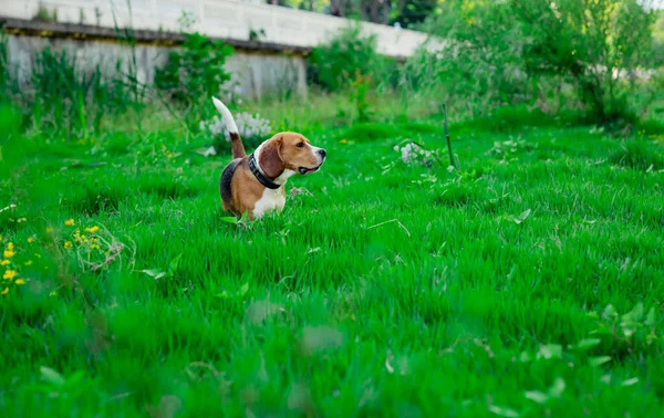 Perro Joven Lindo Activo Una Raza Beagle Camina Claro Con — Foto de Stock