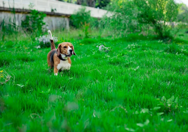 Bonito Cão Jovem Ativo Uma Raça Beagle Caminha Uma Clareira — Fotografia de Stock