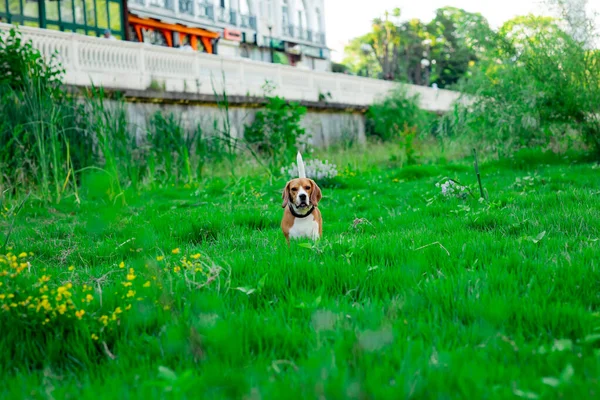 Cute Active Young Dog Beagle Breed Walks Clearing Green Grass — Stock Photo, Image
