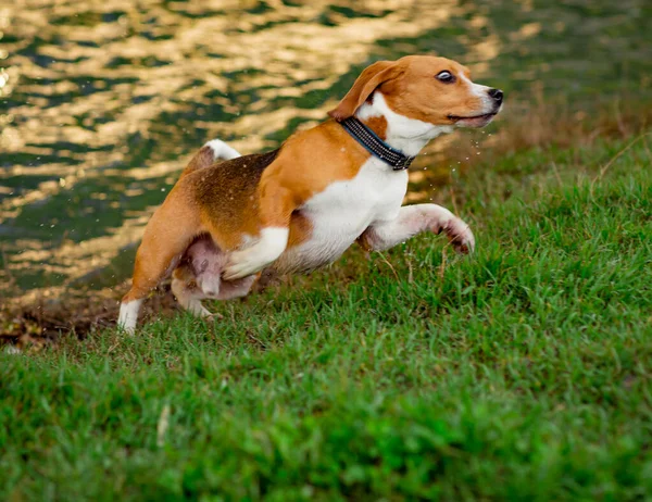 Hermoso Perro Joven Activo Raza Beagle Pasea Por Orilla Del — Foto de Stock