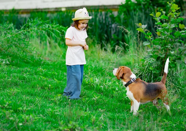 Uma Menina Bonita Chapéu Andando Com Cão Jovem Ativo Uma — Fotografia de Stock