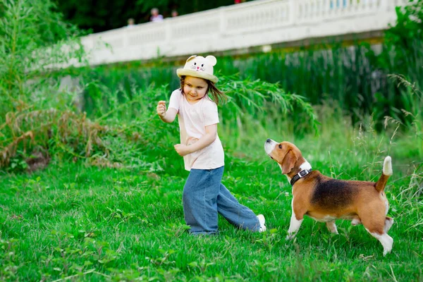 Красивая Маленькая Девочка Шляпе Гуляющая Активной Молодой Собакой Породой Жуков — стоковое фото