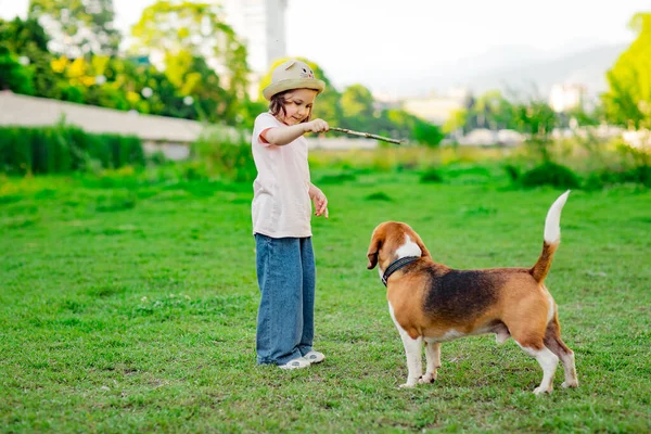 Красивая Маленькая Девочка Шляпе Гуляющая Активной Молодой Собакой Породой Жуков — стоковое фото