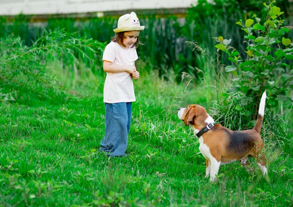Красивая Маленькая Девочка Шляпе Гуляющая Активной Молодой Собакой Породой Жуков Лицензионные Стоковые Фото