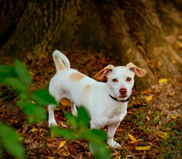 Branco Pequeno Cão Raça Terrier Jack Russell Andando Dia Outono — Fotografia de Stock