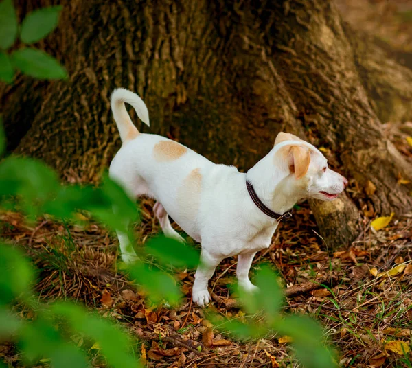 Branco Pequeno Cão Raça Terrier Jack Russell Andando Dia Outono — Fotografia de Stock