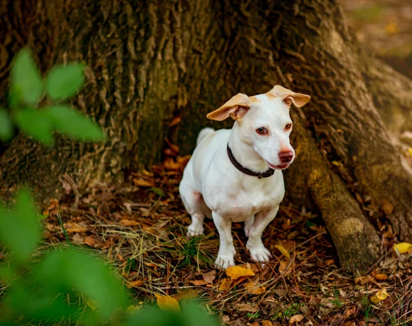 Witte Kleine Hond Van Jack Russell Terriër Ras Wandelen Een — Stockfoto