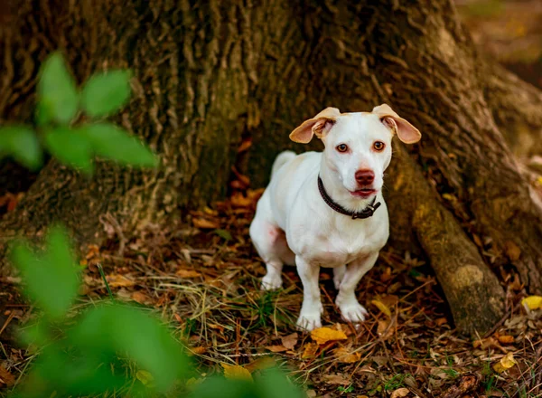 Branco Pequeno Cão Raça Terrier Jack Russell Andando Dia Outono — Fotografia de Stock