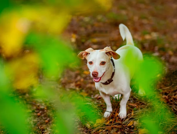 Bianco Piccolo Cane Della Razza Terrier Jack Russell Camminando Durante — Foto Stock