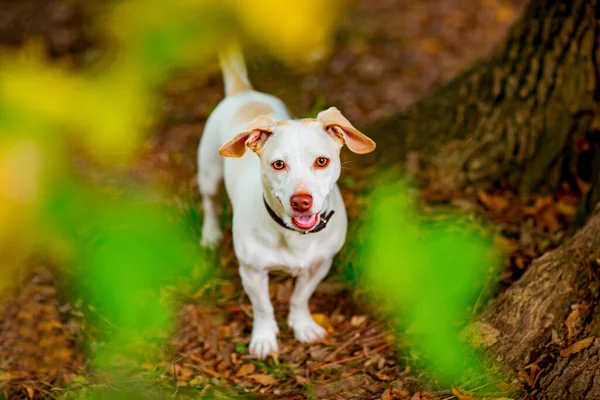 Witte Kleine Hond Van Jack Russell Terriër Ras Wandelen Een — Stockfoto