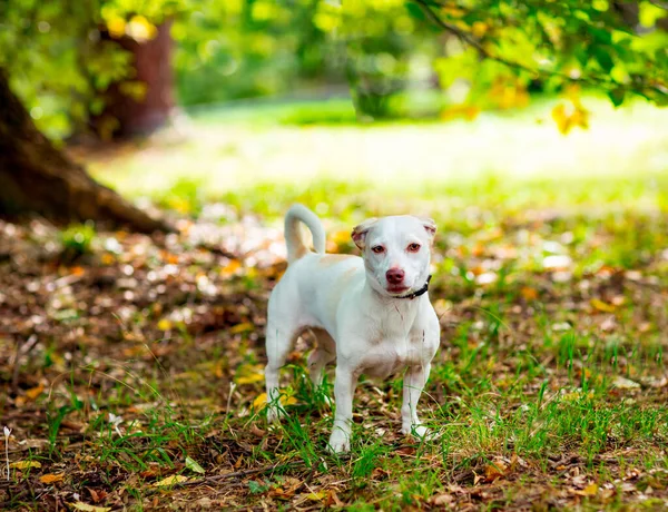 Blanc Petit Chien Race Jack Russell Terrier Marchant Jour Automne — Photo