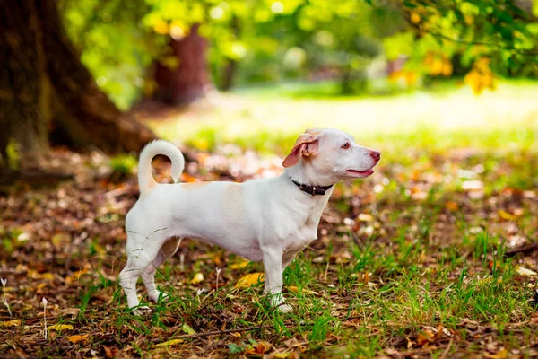 Bianco Piccolo Cane Della Razza Terrier Jack Russell Camminando Durante — Foto Stock