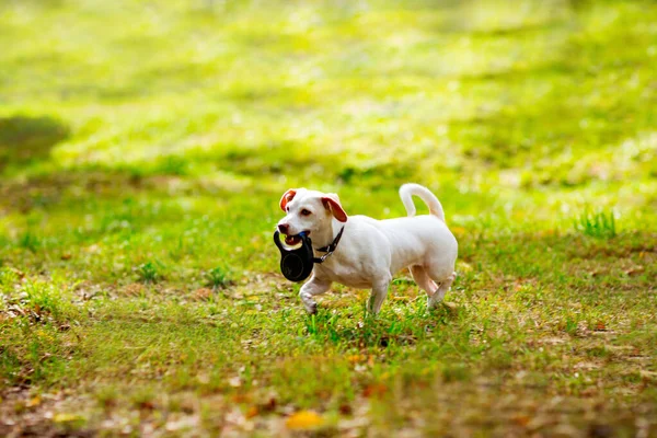 Blanco Pequeño Perro Raza Jack Russell Terrier Paseando Día Otoño — Foto de Stock