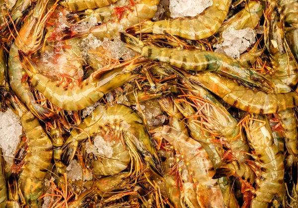 Udang mentah di atas es. Latar Belakang — Stok Foto