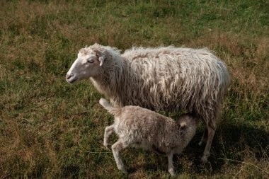 Lamb suckling his mother. clipart