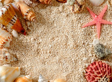 Deniz kabukları ve deniz çakıl taşları üzerinde yıldız balık