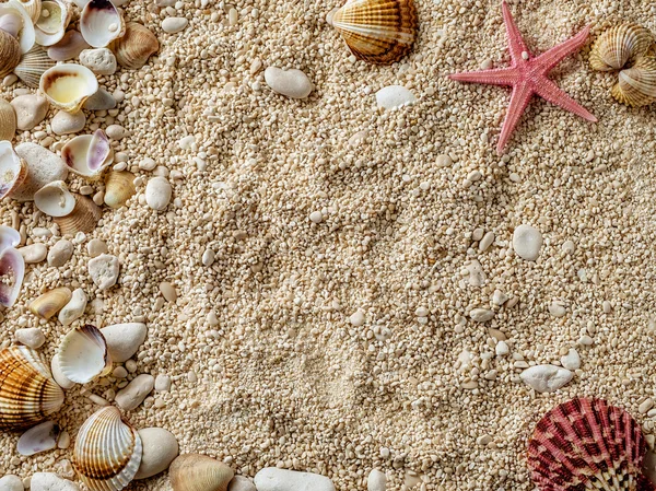 Sea shells on the sea pebbles — Stock Photo, Image