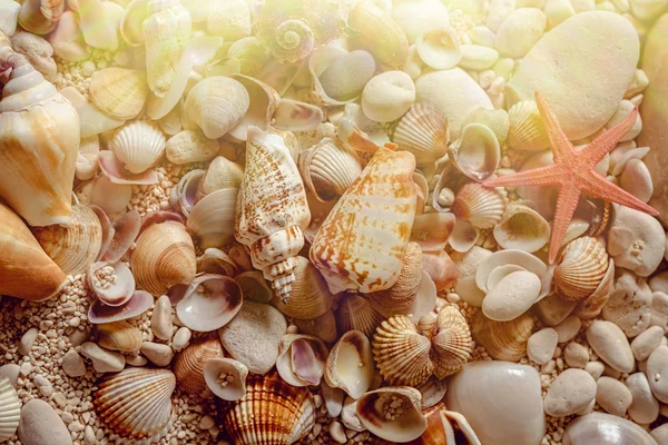 Conchas do mar na areia. — Fotografia de Stock