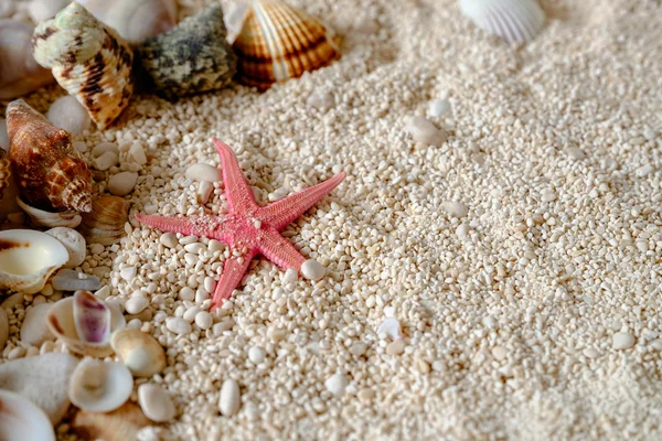 Sea shells on the sand. — Stock Photo, Image