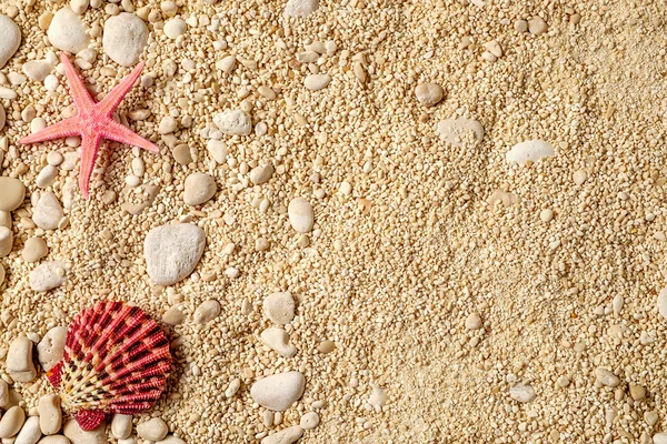 Sea shells on the sand. — Stock Photo, Image