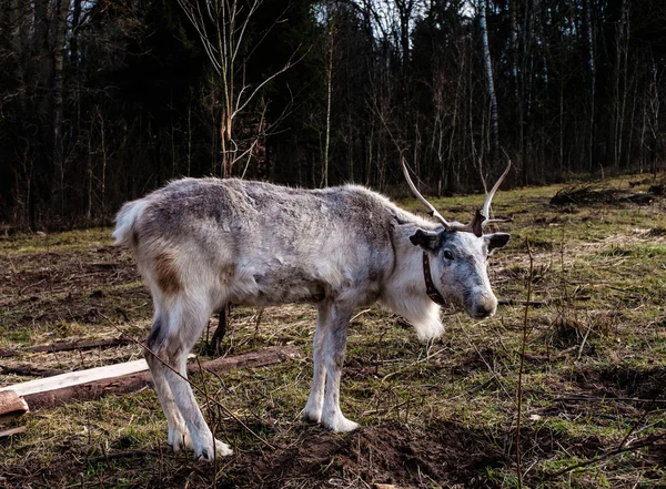 Reindeer in the paddock on the farm. — ストック写真