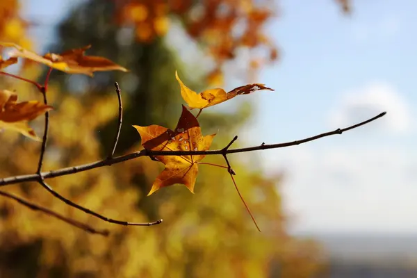 Natuur in de herfst, Altaj-gebied, West-Siberië, Rusland — Stockfoto