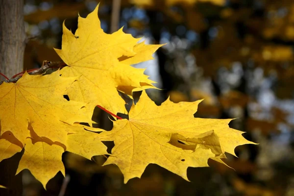 Natuur in de herfst, Altaj-gebied, West-Siberië, Rusland — Stockfoto